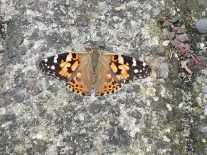 Annelies 04 Distelvlinder